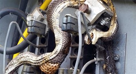 snakes in electrical boxes